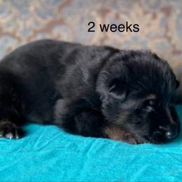 Teal collar boy - Bi-color male German Shepherd puppy in Coleta, Illinois from Four Leaf Farm- Vom Vierblättriges Bauernhof