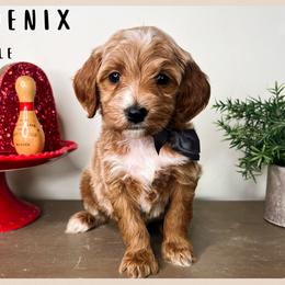 Phoenix - Red  male Goldendoodle puppy in Hilton, New York from The House of Goldendoodle