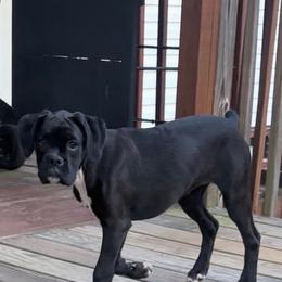 Storm - Brindle female Boxer puppy in Henderson, Tennessee from Vom Broadvalley