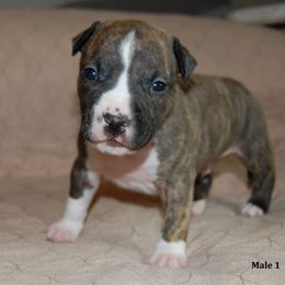 Boy 1 - Brown brindle male American Staffordshire Terrier puppy in Ninety Six, South Carolina from Emerald Creek Kennel