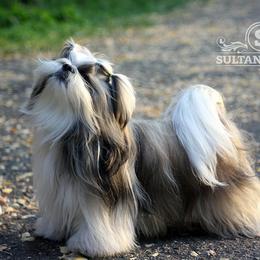 Poodle and Shih Tzu All Grown Up from Ganna Sultan