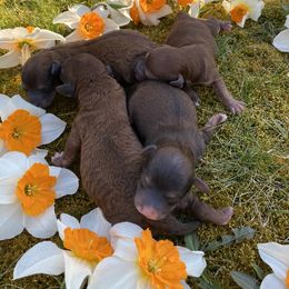 Cockapoo Puppies from Luvin Fur Babies