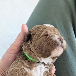 Goldendoodle Puppies from Rosie Doodles AZ