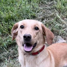 Nova - Yellow female Labrador Retriever puppy in Normantown, West Virginia from Meadows Labradors