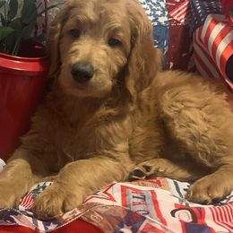 Goldendoodle puppies from Goldendoodlefamily