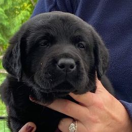English Springer Spaniel and Labrador Retriever Puppies from Brae Kennels
