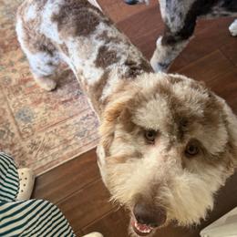 Teddy - Red Collar - Merle male Labradoodle puppy in Richmond, Texas from Blessed B Farm & Doodles