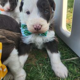 Boy 1 - Red tri-color male Aussiedoodle puppy in Mouth Of Wilson, Virginia from Holly Ridge Aussies, Aussiedoodles & Corgis