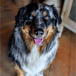 Quill - Australian Shepherd
