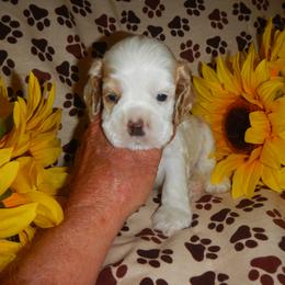 Red-White Male - Red and white male Cocker Spaniel puppy in Beech Island, South Carolina from Mike's Best Friends