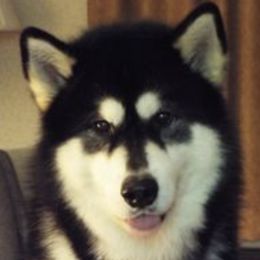 Alaskan Malamutes from Moonlight Alaskan Malamutes