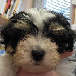 Havanese from SC kennels