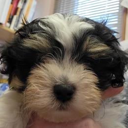 Havanese from SC kennels