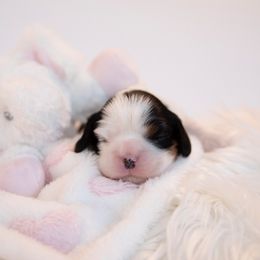 Cavalier King Charles Spaniel Puppies from CURTIS CAVALIERS