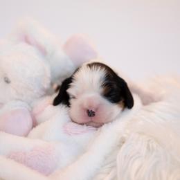 Cavalier King Charles Spaniel Puppies from CURTIS CAVALIERS