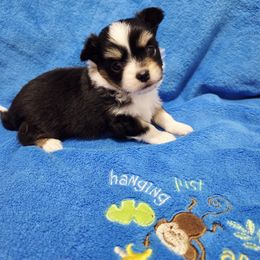 Black tri boy - Black and tan male Chihuahua puppy in Richmond, Virginia from Breens