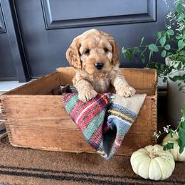 Cockapoo Puppies from Windy Ridge Cockapoos