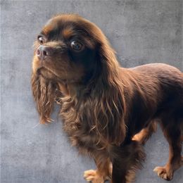 Hershey - Cavalier King Charles Spaniel