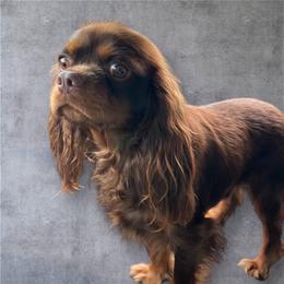 Hershey - Cavalier King Charles Spaniel