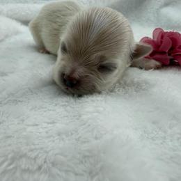 Pipps - Cream female Maltipoo puppy in Turlock, California from 209PuppiesCaliforniaMaltipoo