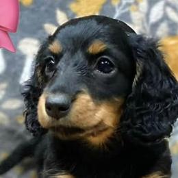 Dachshunds from Top-Notch Mini Dachshund