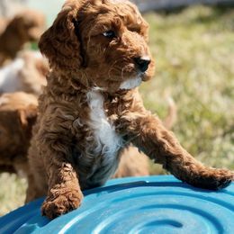 Cavapoo Puppies from Cedar Sprout Puppies