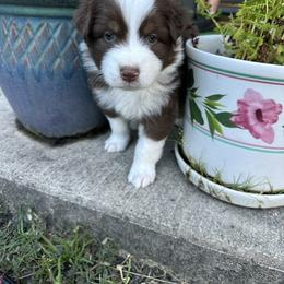 Australian Shepherd Puppies from Sadie Blue's Willamette Valley Aussies