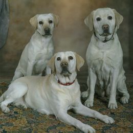 Labrador Retrievers from Dunn’s Marsh Labradors