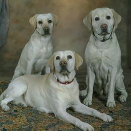 Labrador Retrievers from Dunn’s Marsh Labradors