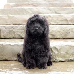 Sebastian - Black male Australian Labradoodle puppy in Williamstown, New York from Lewis Manor Labradoodles