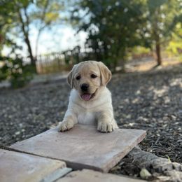 Pink - Yellow female Labrador Retriever puppy in Paulden, Arizona from Carefree Samoyeds & Deserthills Labradors