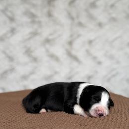Bugle - Black tri-color female Australian Shepherd puppy in Argyle, Iowa from Country Time Kennels