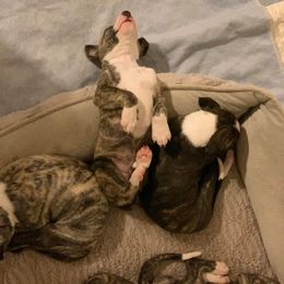 Whippet Puppies from Liberty Whippets