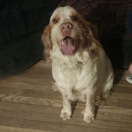 Punkin - English Springer Spaniel