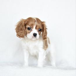 Timmy - Blenheim male Cavalier King Charles Spaniel puppy in Lawton, Oklahoma from Lindsey’s Cavies