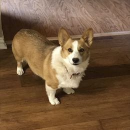 Kenna - Pembroke Welsh Corgi