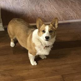 Kenna - Pembroke Welsh Corgi