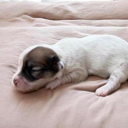 Ruby - White female Havanese puppy in Cadwell, Georgia from Hashtag Havenese