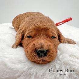 Honey Bun - Red  female Goldendoodle puppy in Sunman, Indiana from Brunsman Country Doodles LLC