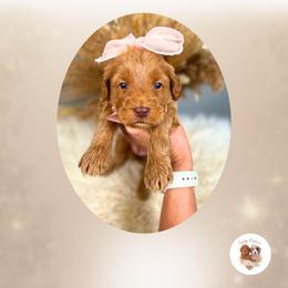 Destiny - Red  female Goldendoodle puppy in Canton, Georgia from Teddy Puppies