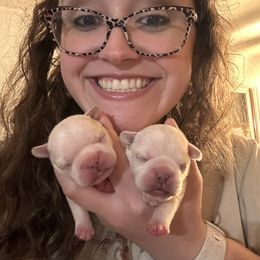 French Bulldog Puppies from Maci Card