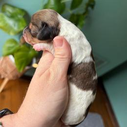 Clover - Dapple female Dachshund puppy in Jacksonville, North Carolina from Lizzie’s Doxies