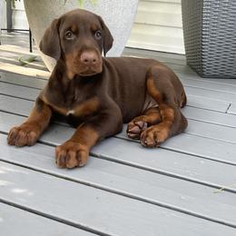 Doberman Pinscher Puppies from Gold Star Canines