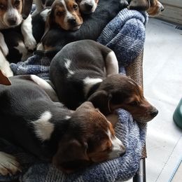 Maddie - Beagle