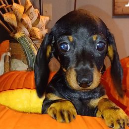 Dachshunds from B'Haven Dachshunds