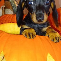 Dachshunds from B'Haven Dachshunds