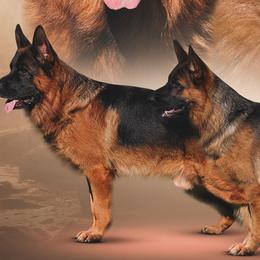 German Shepherds from Von Bourbon Shepherds