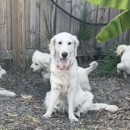 Golden Retrievers from Golden Nebulae’s Retrievers