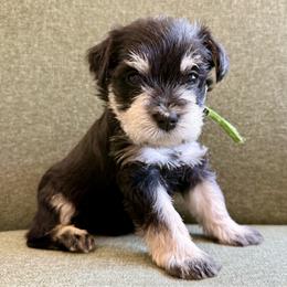 Colt - AKC - Green Collar - Black and silver male Miniature Schnauzer puppy in Wheeler, Wisconsin from Sue’s Miniature Schnauzers