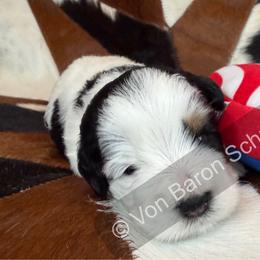Neo AKC RARE black and rust parti - Parti male Miniature Schnauzer puppy in Dayton, Texas from Von Baron Schnauzers